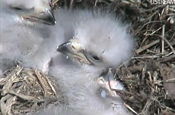 ScreenHunter_23 Apr. 01 15.52.jpg